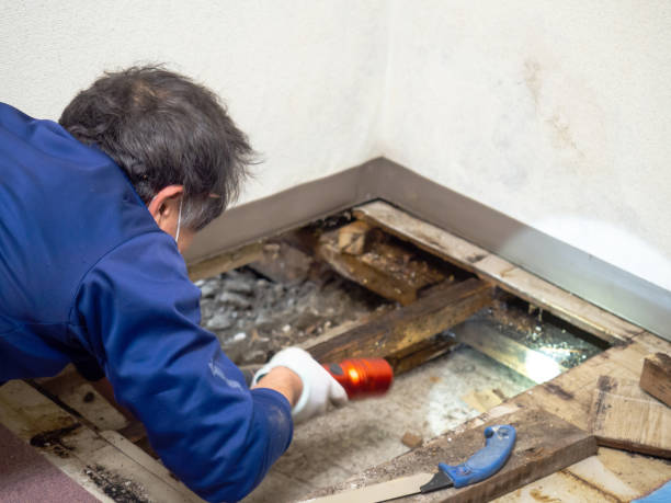 Best Mold Removal Process  in Ofallon, MO
