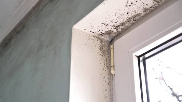 Home Mold Removal in Ofallon, MO