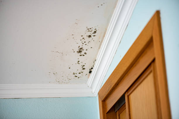 Best Local Mold Removal Service  in Ofallon, MO