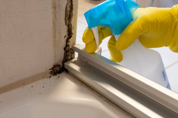 Mold Removal Process in Ofallon, MO