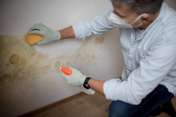 Crawl Space Mold Removal in Ofallon, MO