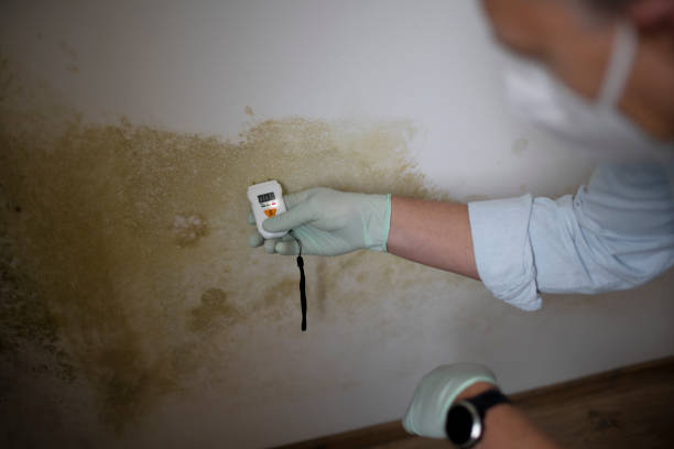 Best Certified Mold Removal  in Ofallon, MO