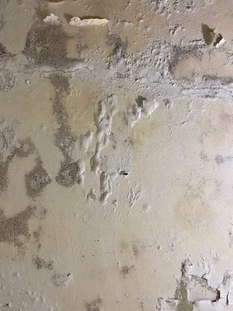 Best Local Mold Removal Service  in Ofallon, MO